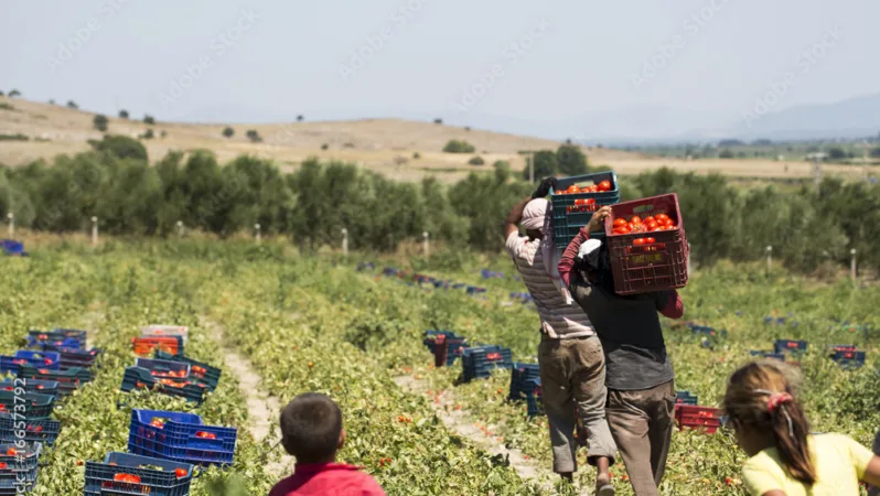 Zirai don, tarımsal üretimi vurdu: Çiftçiler destek bekliyor