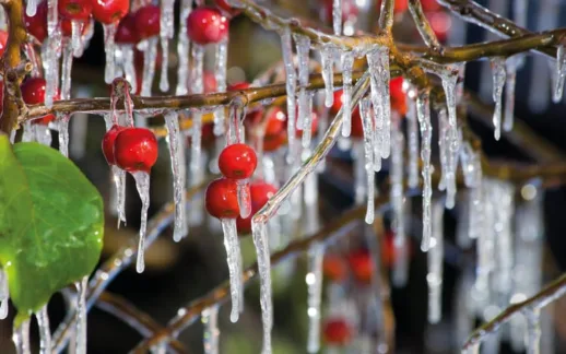 Malatya Kayısı Üreticileri Don Tehlikesine Karşı Alarmda
